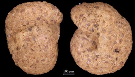 Haplophragmoides Latidorsatus Kobrow Germany Chattian Oligocene