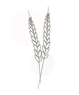 Wheat Line Drawing Vector Art, Icons, and Graphics for Free Download