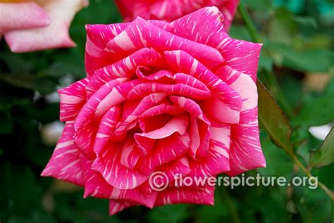 Rose Varieties With Names Gallery 1 Rose Varieties Flower Show