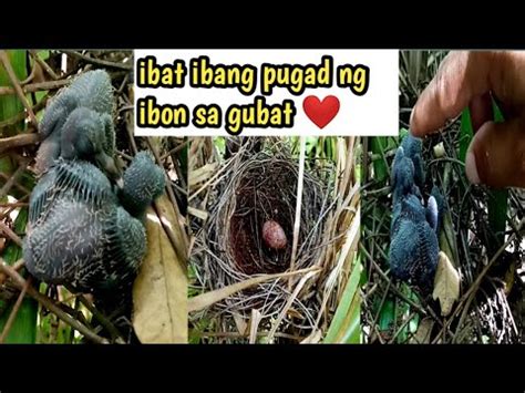 PAGHAHANAP NG PUGAD NG IBON SA GUBAT. - YouTube