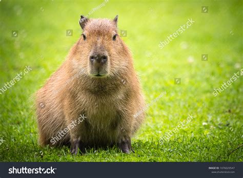 Capybara Sun Stock Photo 1076029547 | Shutterstock