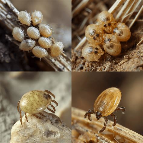 The Hidden Danger in Your Backyard: Identifying and Managing Tick Eggs