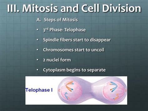 Ppt Cell Division And Mitosis Powerpoint Presentation Free Download Id6494730