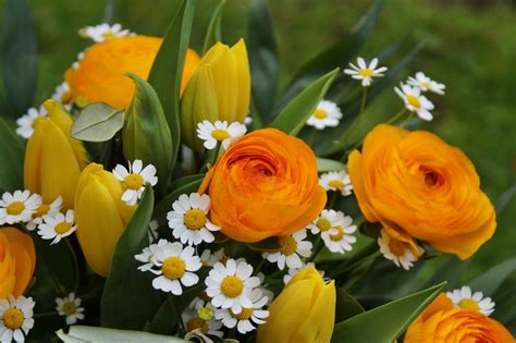 Immagini Belle Natura Fiorire Bianca Fiore Petalo Fioritura