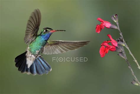 Broad-billed hummingbird hovering next to flowers in tropics. — pollen ...