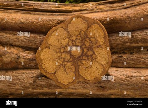 Banisteriopsis Caapi Ayahuasca Stock Photo Alamy