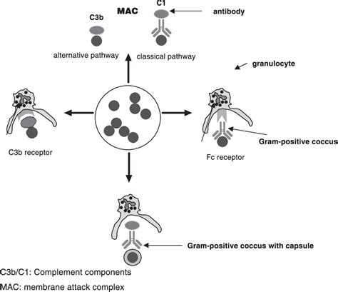 [pdf] Opsonophagocytic Assay As A Potentially Useful Tool For Assessing Safety Of Enterococcal