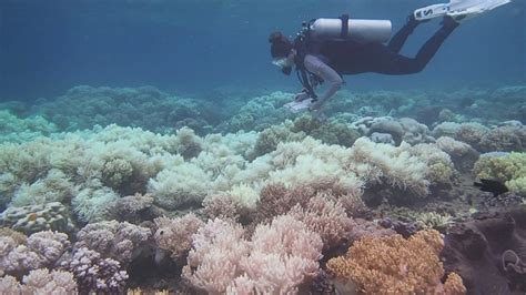 Great Barrier Reef damaged by climate change – Channel 4 News