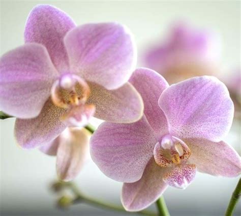 Phalaenopsis Orchidee Treviso Flower Symphony Your Natural Orchid