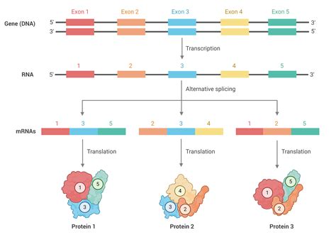 New Tool Enables Researchers To Assemble Transcript Isoforms From