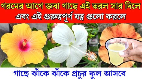 গরমের আগে জবা গাছে এই তরল জিনিস ব্যবহার করলে গাছে ঝাঁকে ঝাঁকে ফুল আসবে