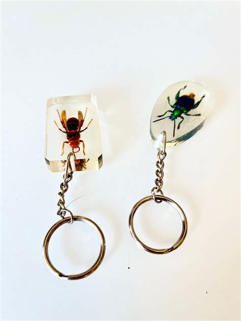 Beetles Bugs Scorpions In Resin Real Insects In Lucite Insect