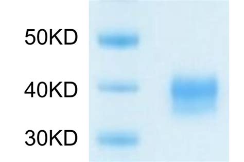 Biotinylated Mouse Siglec Cd L Protein Primary Amine Labeling