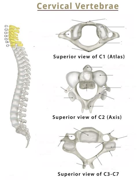 Diagram Of Cervical Spine Bony Landmarks Quizlet