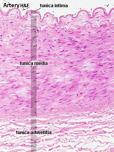 Hm Practical Blood Vessel Histology Embryology