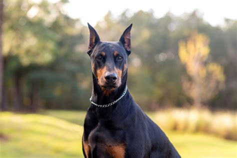 Melhor Cão De Guarda - Especialista revela quais são 8 melhores raças de cães de guarda