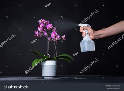 4950 Spray Orchids Images Stock Photos And Vectors Shutterstock