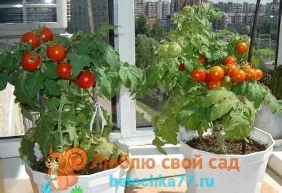 Выращивание томатов на подоконнике зимой Посадка и уход за помидорами