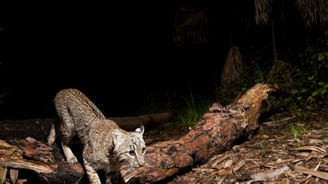 Best animal photos of 2023 by USA TODAY Network photographers