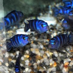 Demasoni Cichlid Tank Requirements and Care - Live Fish Direct