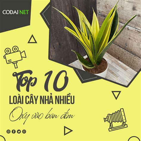 Top 10 Cây Cảnh Nhả Nhiều Khí Oxy Vào Ban đêm Thanh Lọc Không Khí Cỏ Dại