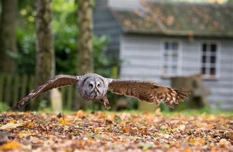 Birds of Prey at the Andover Hawk Conservancy - Timeline Events