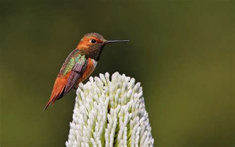 These hummingbirds migrate thousands of miles