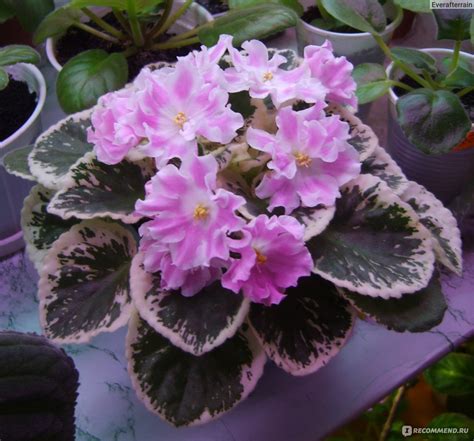 Фиалка (сенполия) Pink Sensation, селекции LLG/Sorano - «Великолепная ...