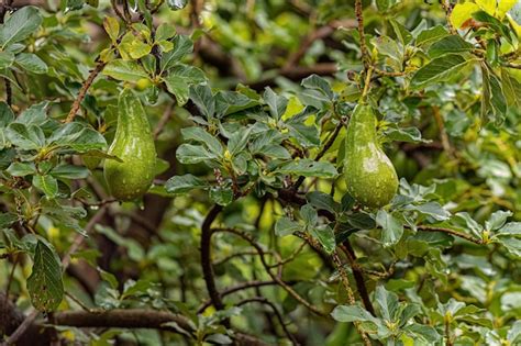 Premium Photo | Avocado fruit tree