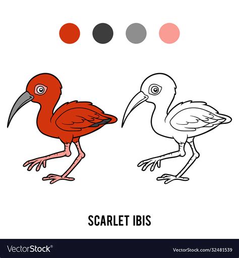 Coloring Book Scarlet Ibis Royalty Free Vector Image