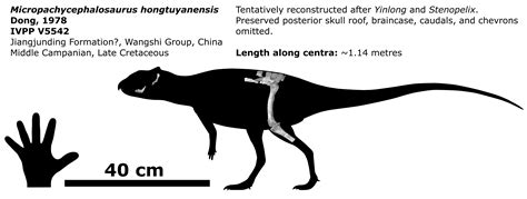 Micropachycephalosaurus