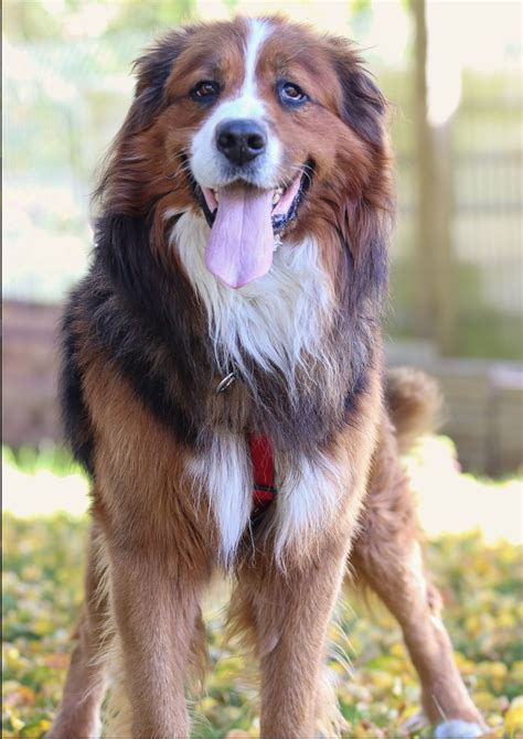 Bär Berner Sennen Labrador Mischling 10 Jahre Zuhause gefunden