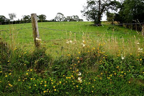 Meadow Peas And Meadow Sweet Edergole Kenneth Allen Geograph