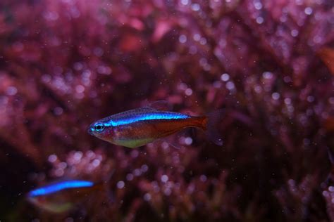 Cardinal Tetra Care Info Paracheirodon Axelrodi The Shrimp Farm