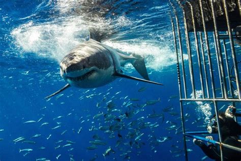 Mega Great White Shark Filmed Shaking Diving Cage In Terrifying Video