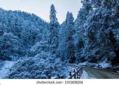 335 Simla Forest Images, Stock Photos, 3D objects, & Vectors | Shutterstock