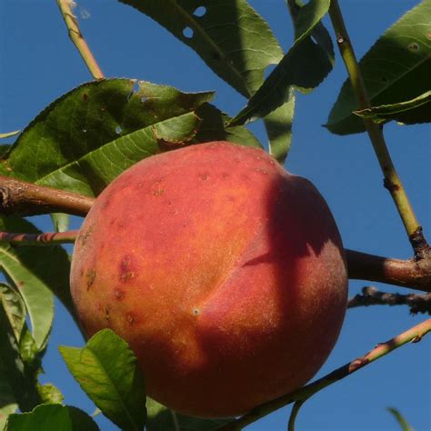 Prunus Persica Redwing Pêcher Redwing Pépinières Français