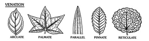 Basal Leaf Arrangement