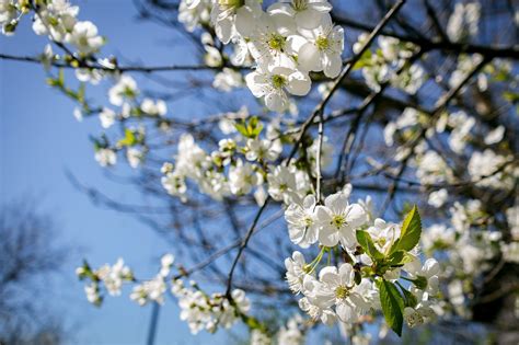 Blumen Natur Fr Hling Kostenloses Foto Auf Pixabay Pixabay