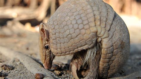 Armadillos cause spike in leprosy cases in Florida - CNN