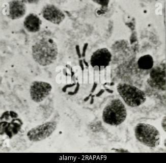 Effect Of Cobalt Gamma Effect Of Cobalt Gamma Rays On The Biology