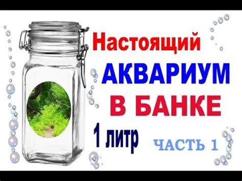 Аквариум в Литровой Банке Часть 1 - YouTube