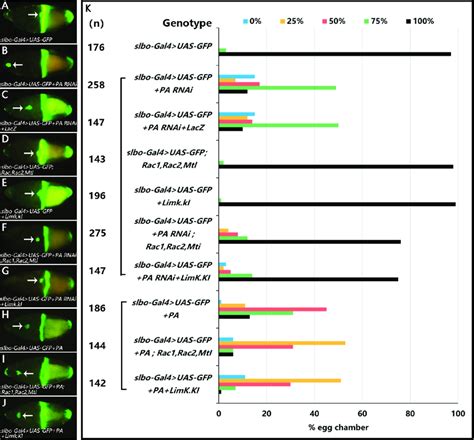 Genetic Rescue Of Migration Defects In RhoGAP18B PA Knockdown In Border