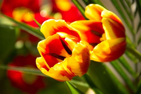 tulips, macro, close up, flowers - Coolwallpapers.me!