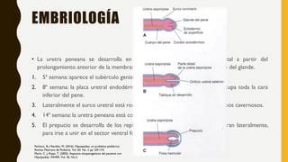 Hipospadias Pdf