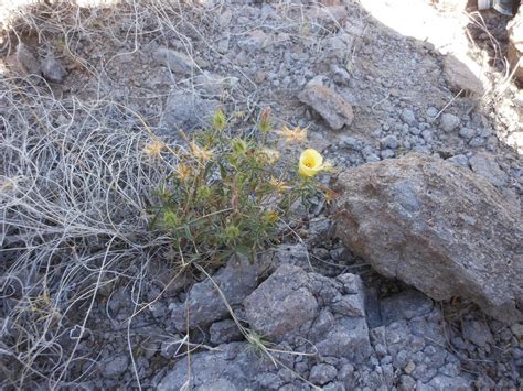 Hibiscus Coulteri Harv Ex A Gray Desert Rose Mallow World Flora