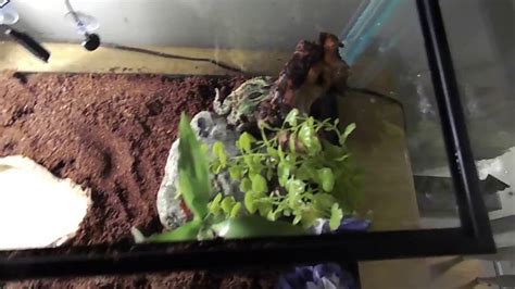 How To Properly Set Up A Pacman Frog Enclosure Youtube