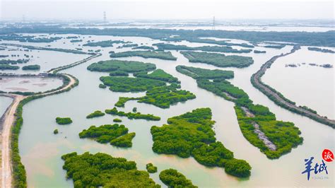 Video Zhanjiang City Of Mangroves In China