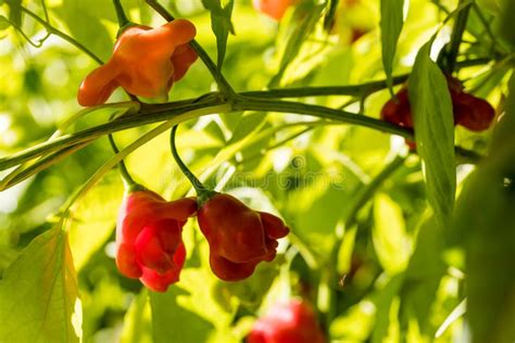 Pimenta Capsicum Baccatum Bell Variedade De Pimenta No Ramo Da Planta