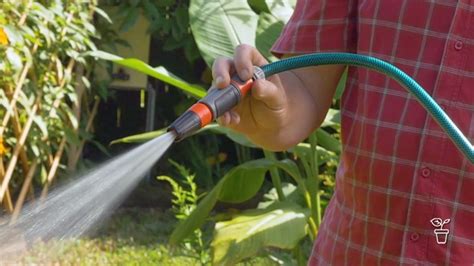 Hand Watering Gardening Australia